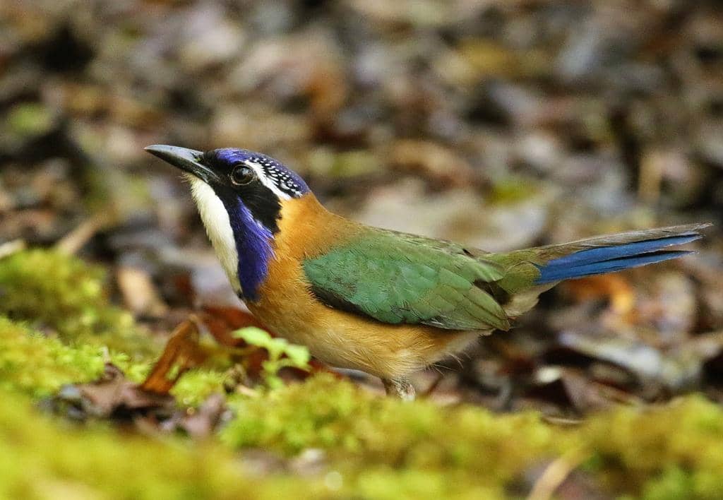 Burung Atelornis pittoides