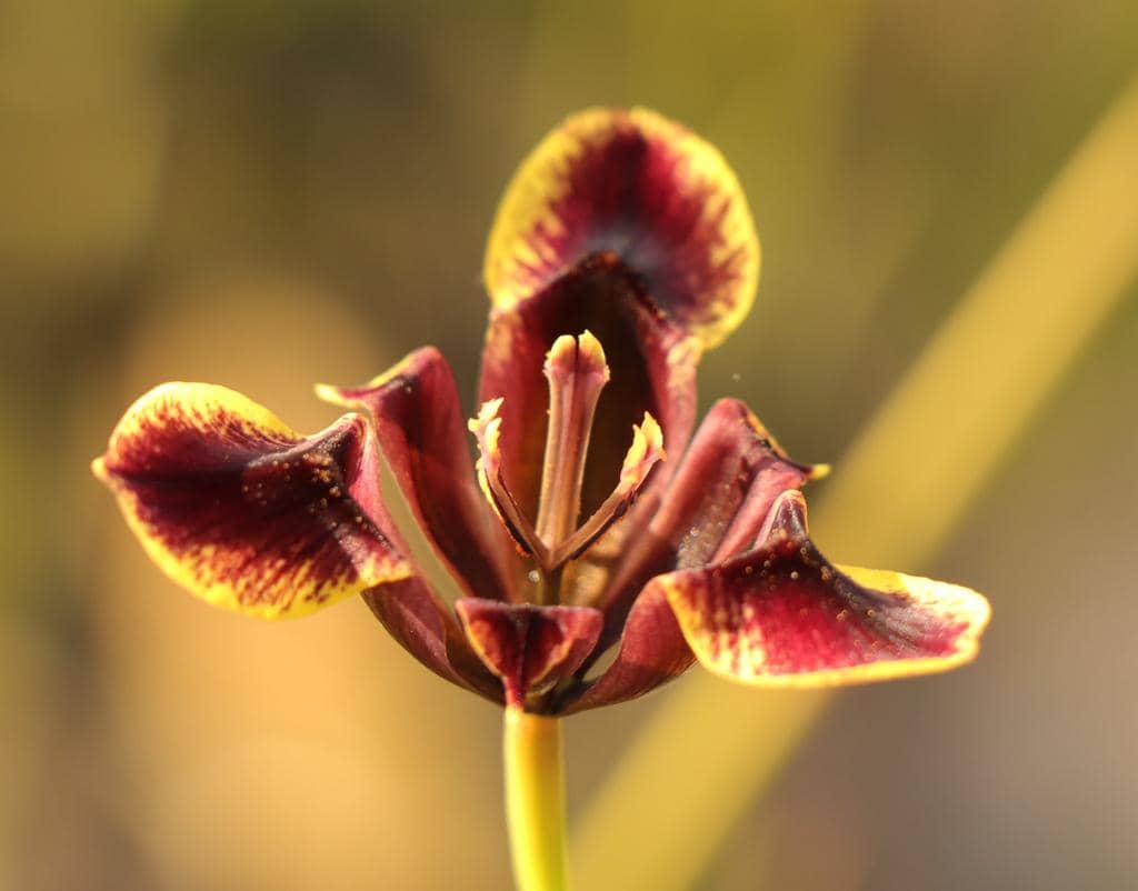 Bunga Moraea lurida