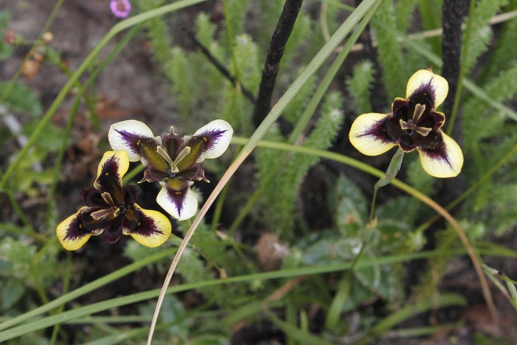 Bunga Moraea lurida