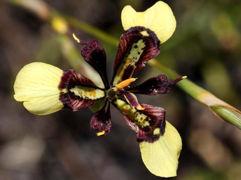 5 Fakta Stink Uintjie, Bunga Unik yang Mengeluarkan Aroma Tak Sedap