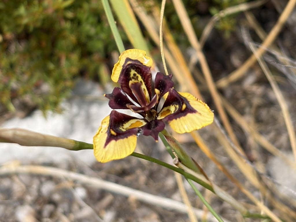 Bunga Moraea lurida