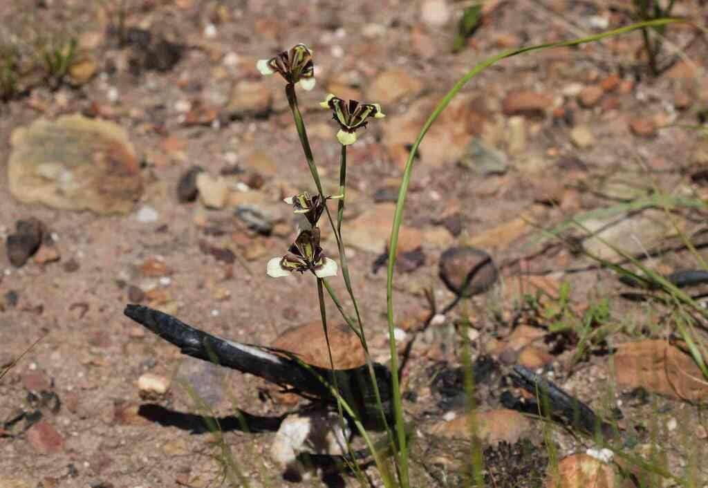Bunga Moraea lurida