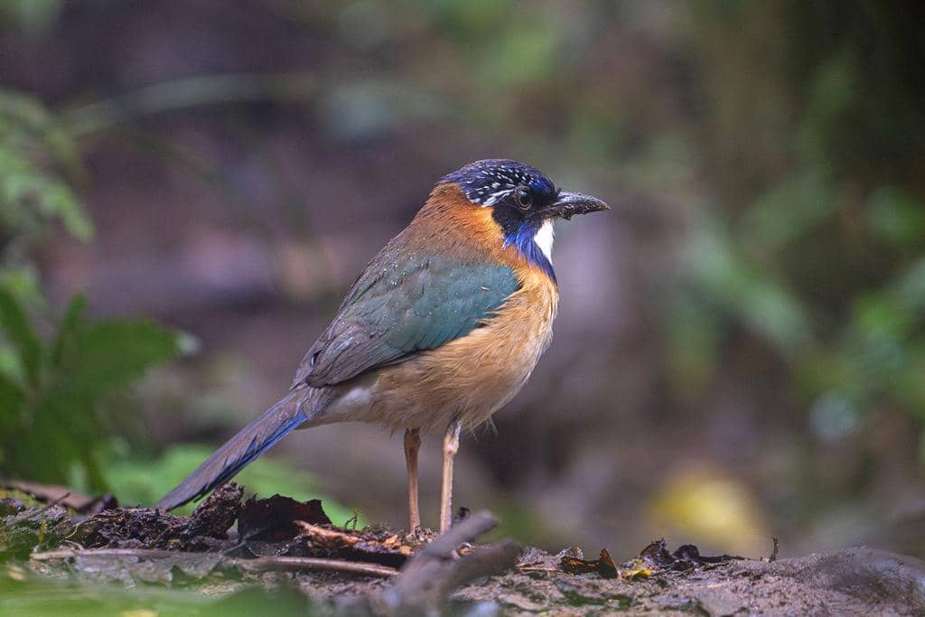 Burung Atelornis pittoides