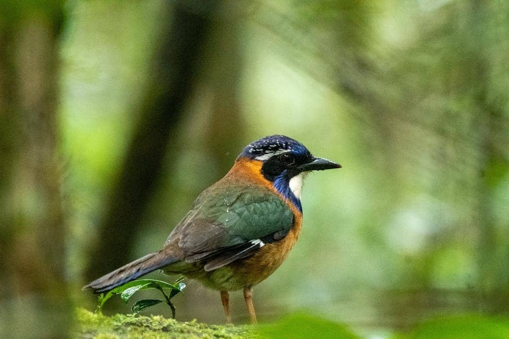 Burung Atelornis pittoides