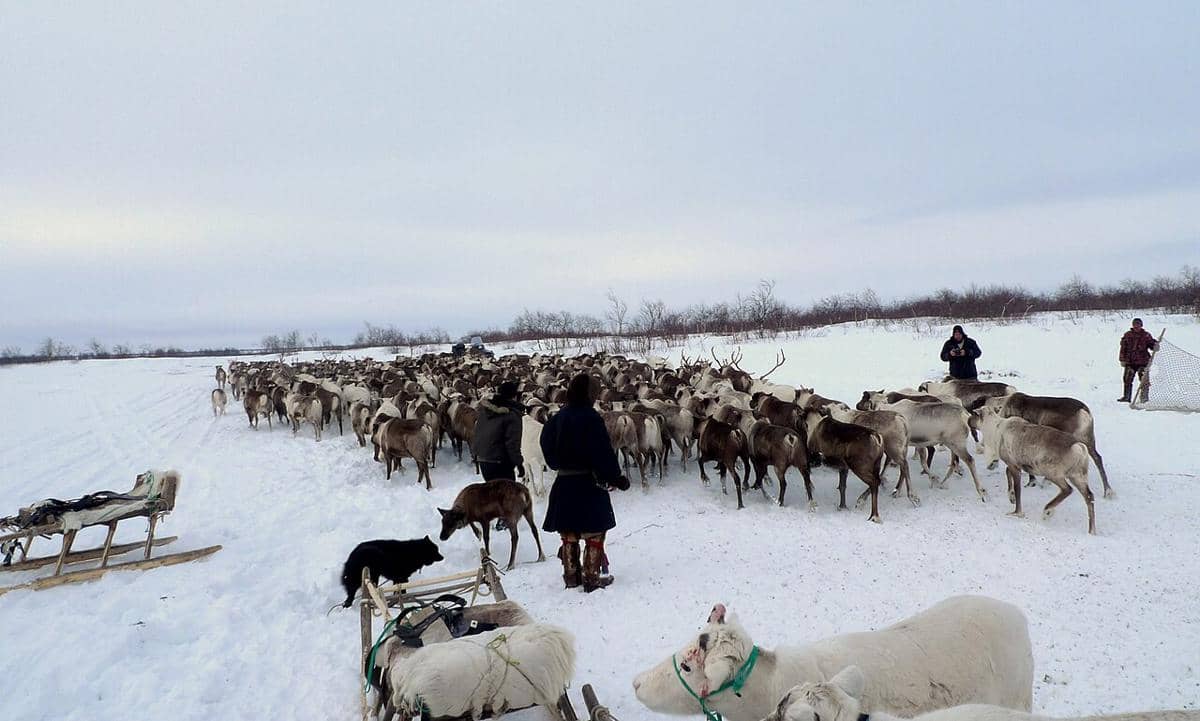 potret anjing reindeer laika yang membantu suku Nenets menggembalakan kawanan rusa kutub peliharaan mereka
