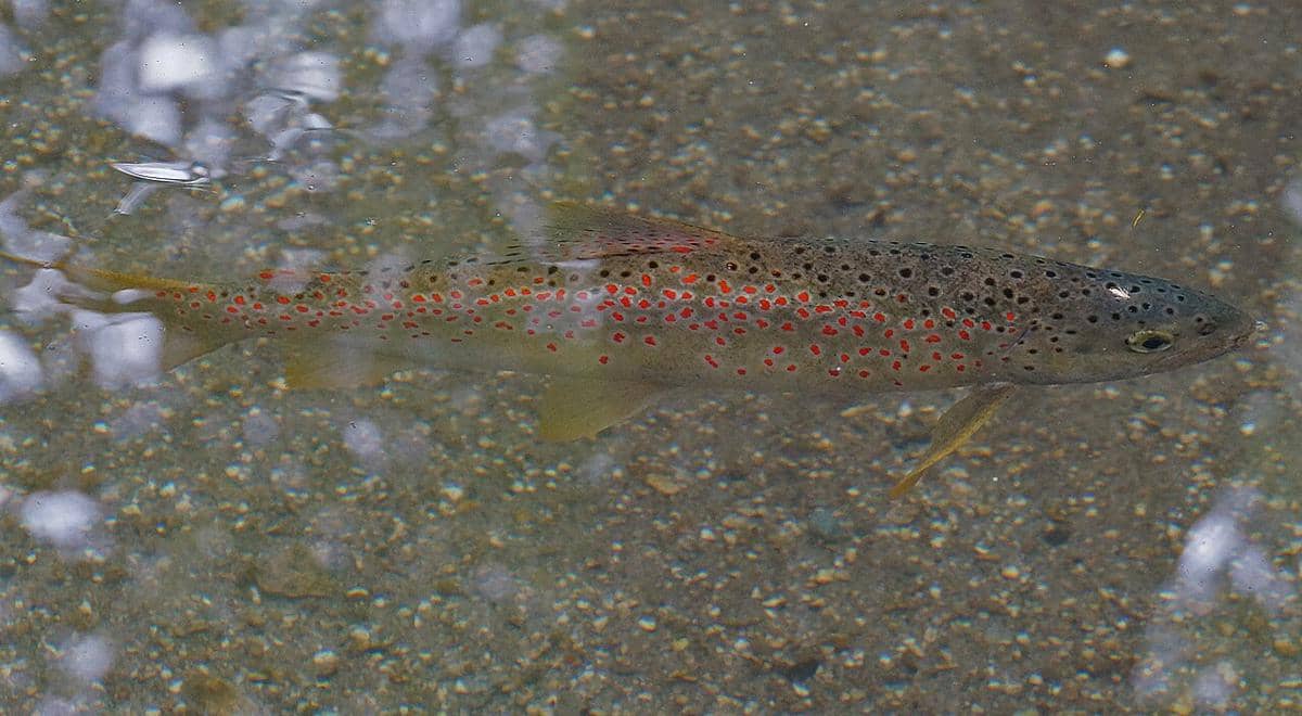 Ikan trout Ohrid (Salmo letnica), spesies endemik yang berasal dari Danau Ohrid.