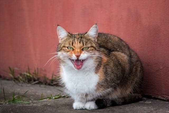 Apakah Kucing Bisa Dendam Pada Pemiliknya? Ini Jawabannya