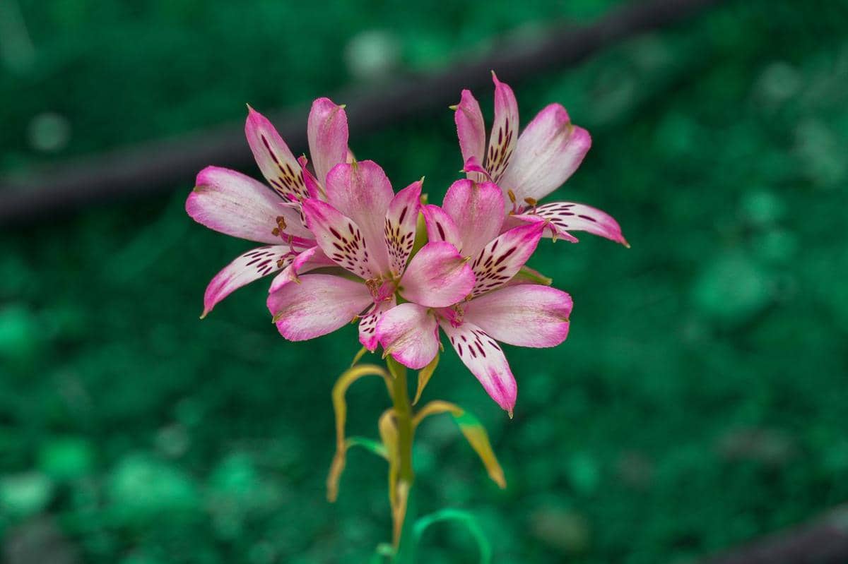 ilustrasi alstroemeria