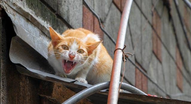 ilustrasi kucing