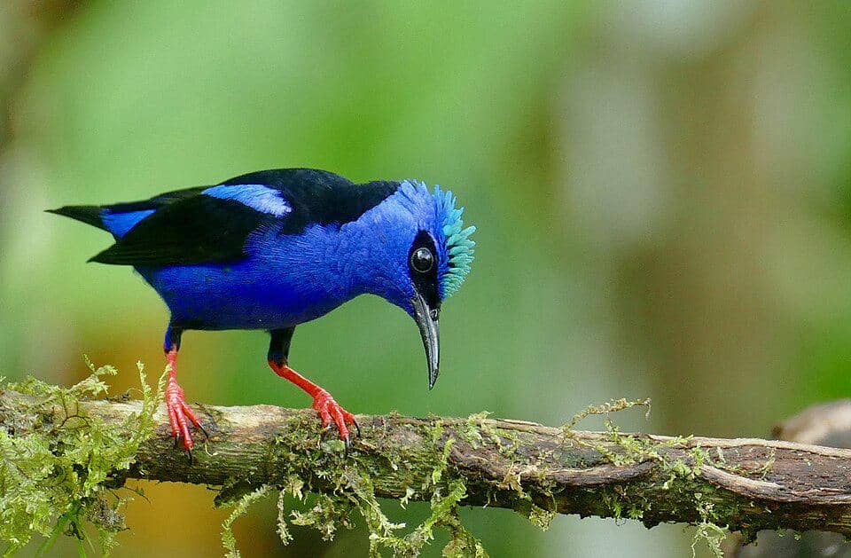 5 Fakta Red Legged Honeycreeper, Burung Biru si Pengisap Nektar