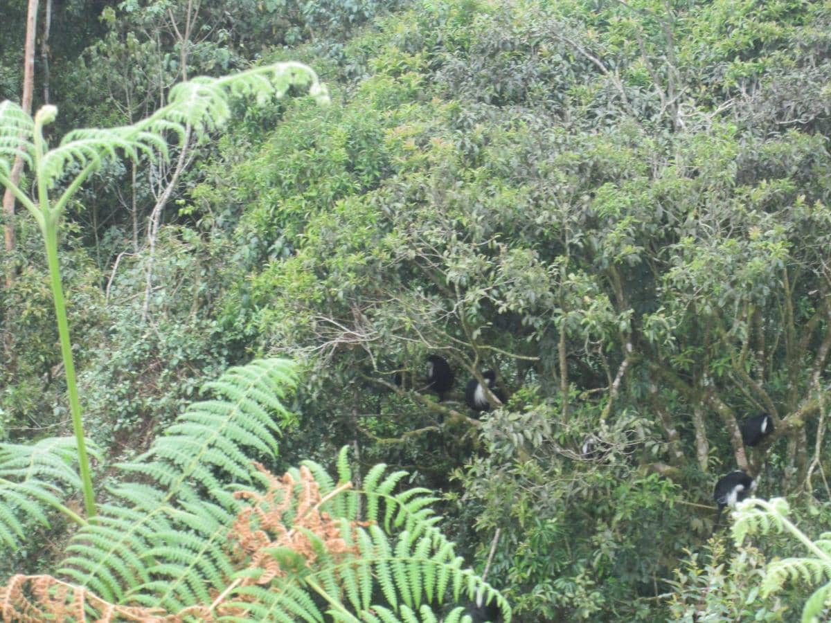 Monyet colobus angola