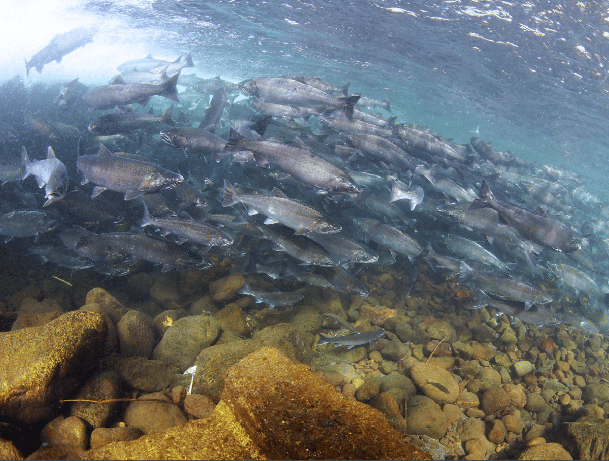jutaan salmon bermigrasi melalui Sungai Yukon setiap tahun untuk bertelur.