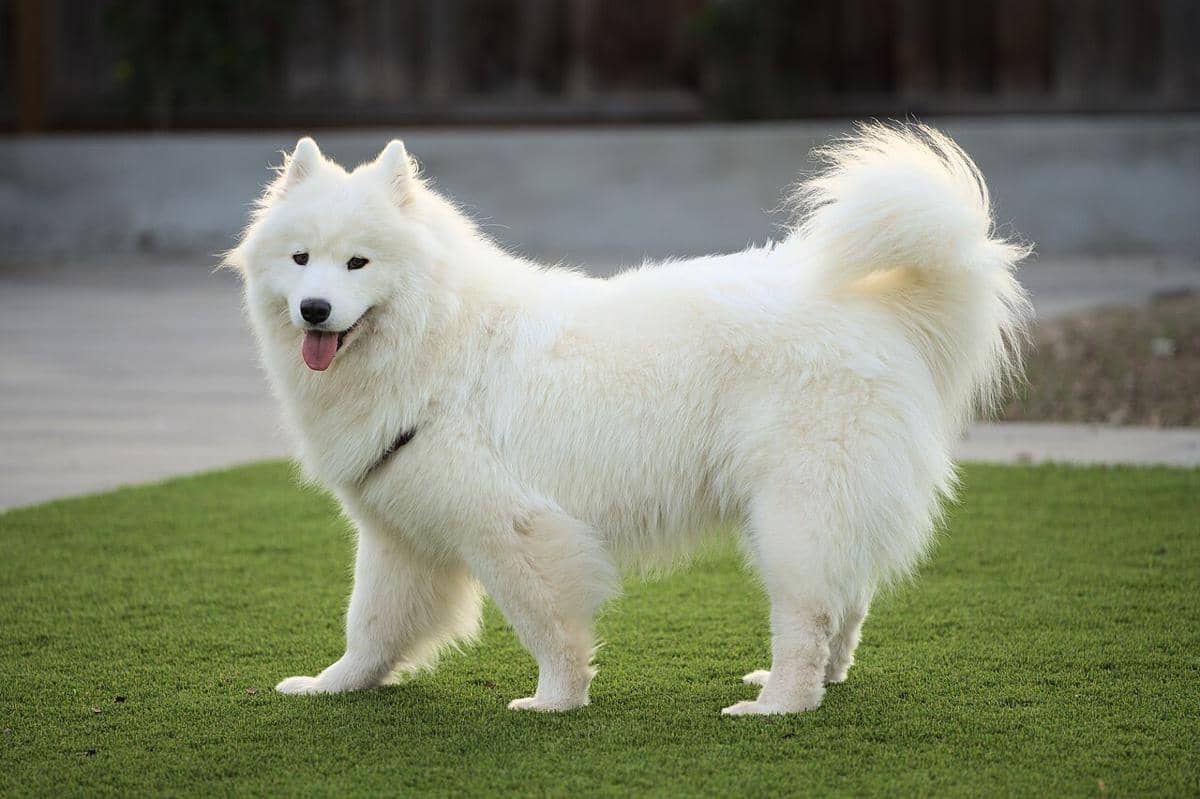potret anjing ras samoyed yang berkerabat dekat dengan anjing reindeer laika