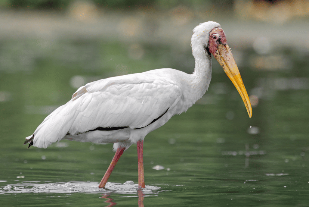 milky stork