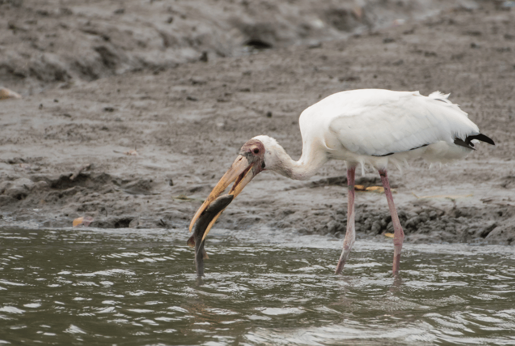 milky stork