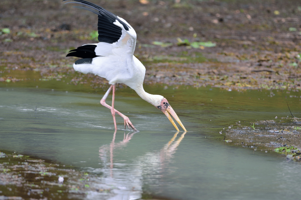 milky stork