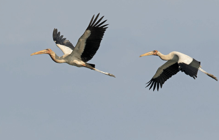 milky stork