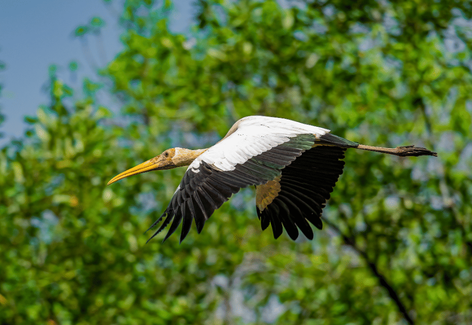 milky stork