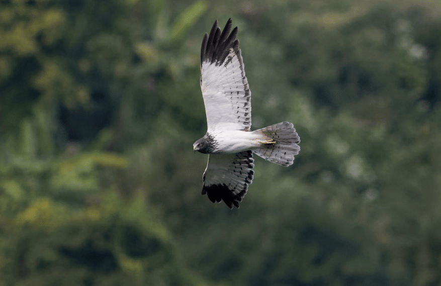 reunion harrier