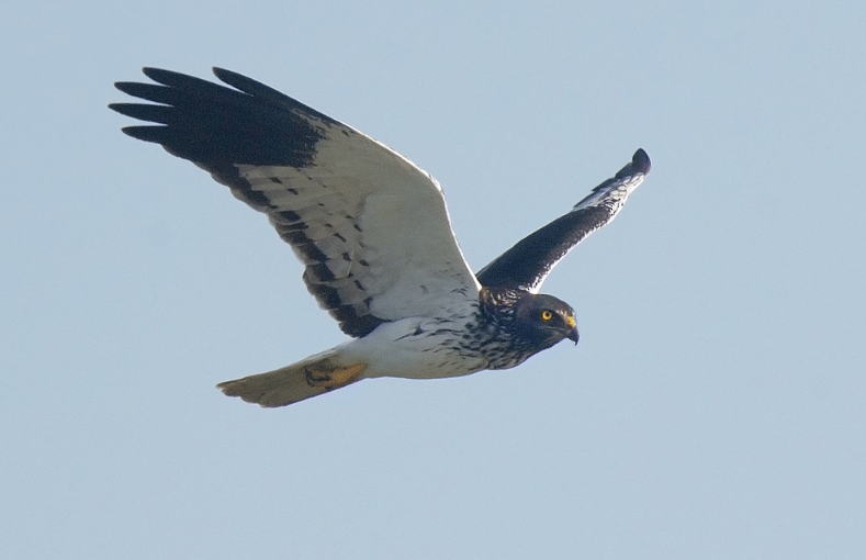 reunion harrier