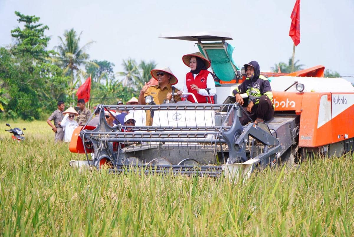 Panen Raya di Lampung Tengah, PDIP Tegaskan Komitmen Dukung Petani