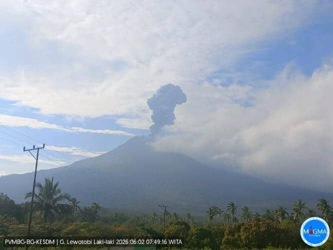 Gunung Lewotobi Laki-Laki 4 Kali Erupsi, Abu Capai 500 Meter
