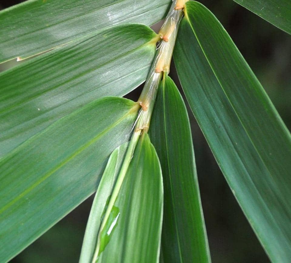 daun bambu