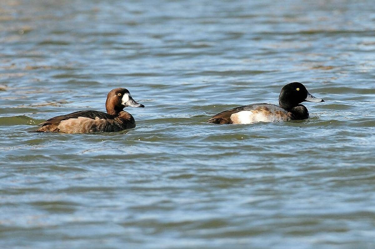 Greater Scaup male and female