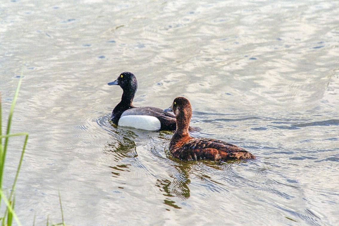 Greater Scaup