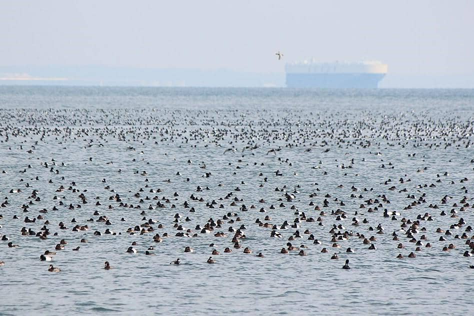 Greater Scaup
