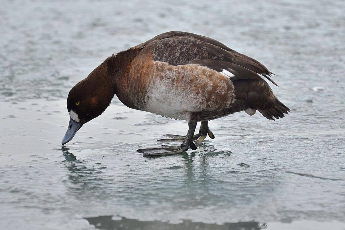 Greater Scaup female