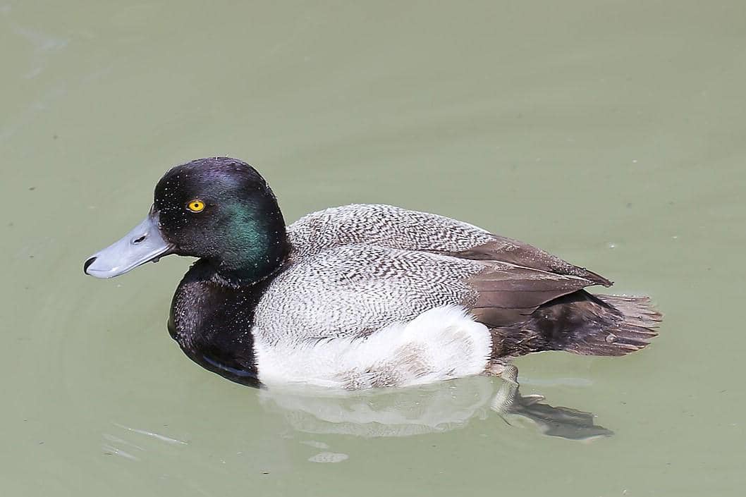 Greater Scaup