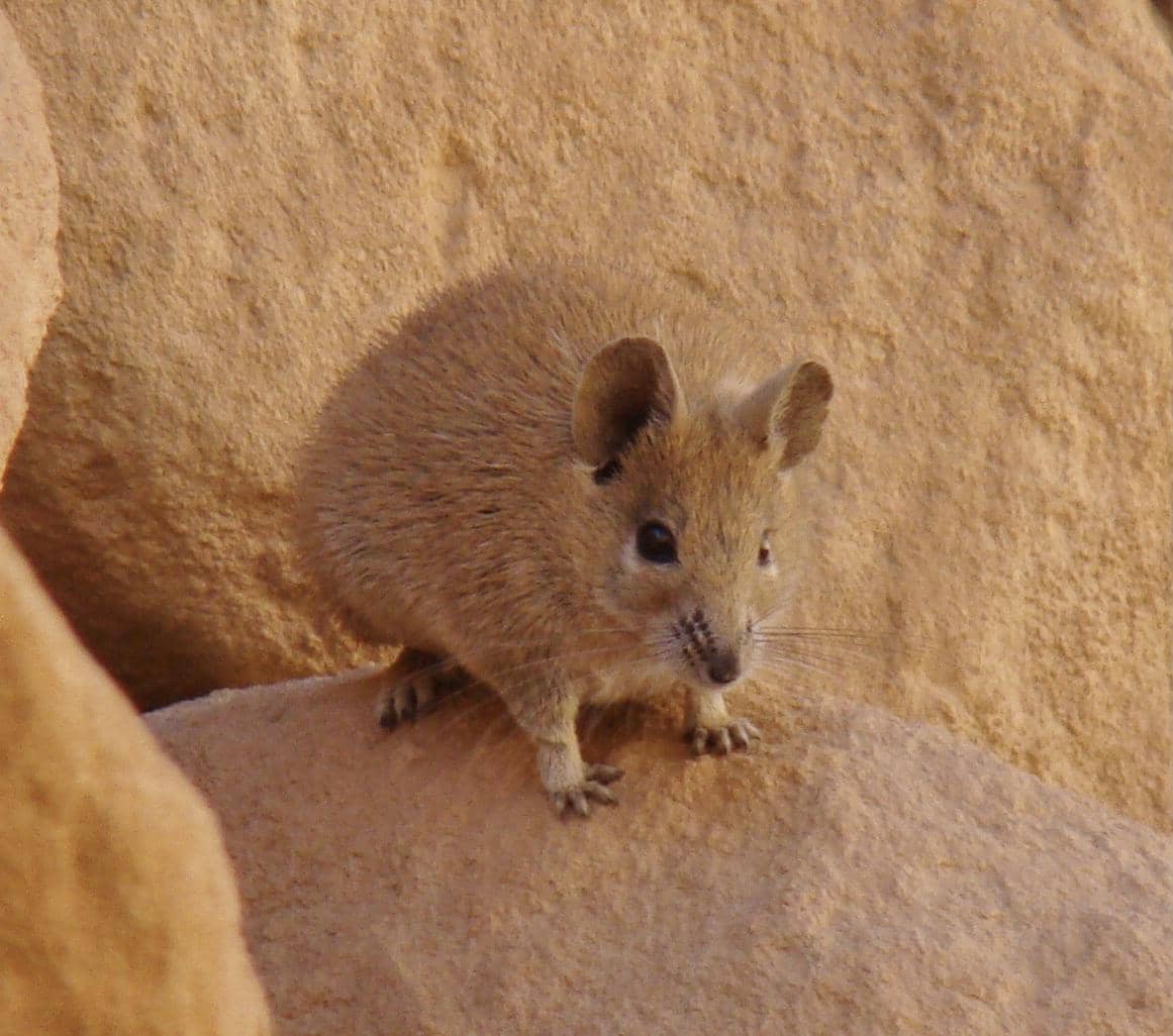 Tikus berduri