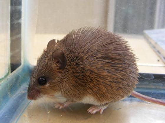 Tikus berduri