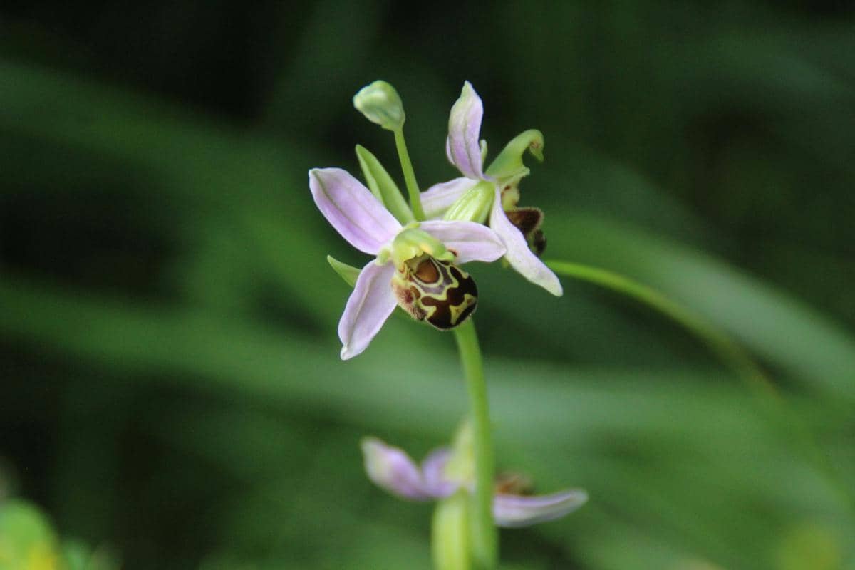 Tampilan dekat sekuntum bunga anggrek lebah atau Ophrys apifera berwujud kelopak merah muda dengan bagian tengah bermotif menyerupai tubuh serangga lebah madu
