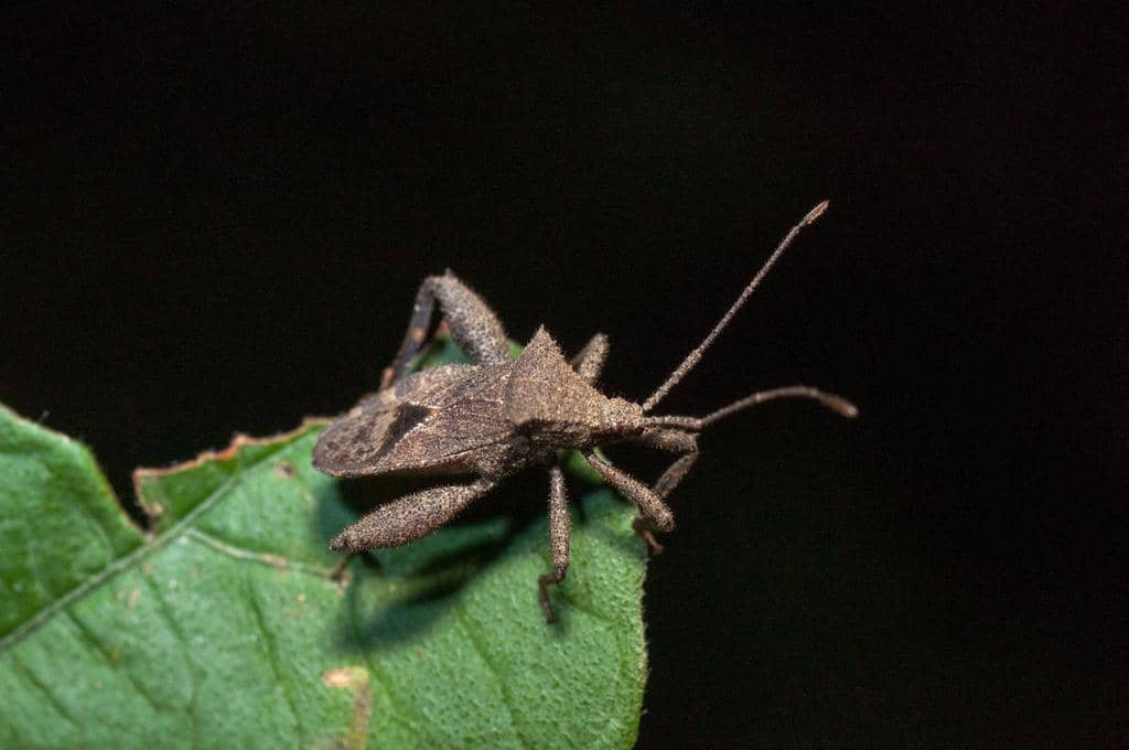 Serangga Acanthocoris scabrator