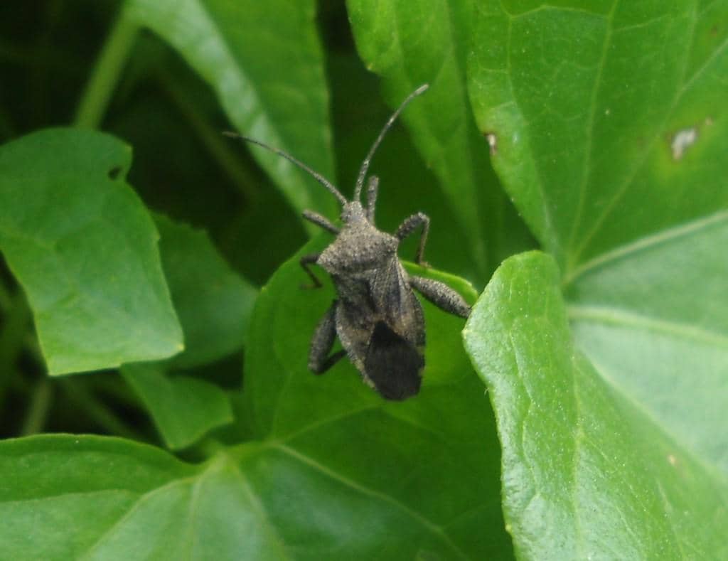 Serangga Acanthocoris scabrator