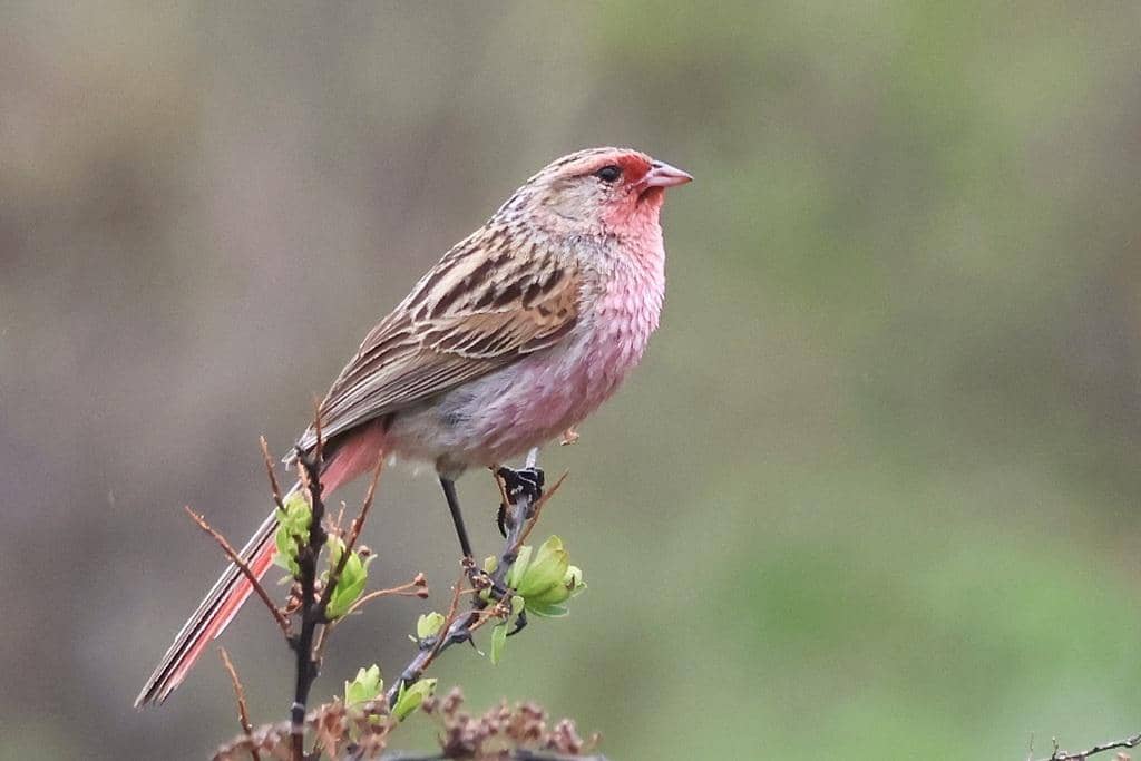 5 Fakta Przevalskis Pinktail, Burung Cantik dari Pegunungan Tibet