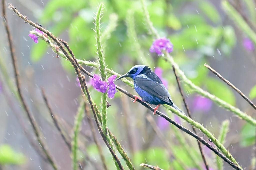 Burung Cyanerpes cyaneus