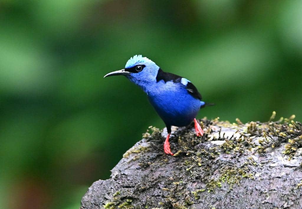 Burung Cyanerpes cyaneus
