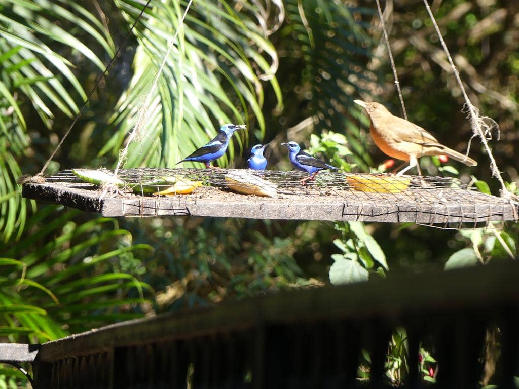 Burung Cyanerpes cyaneus