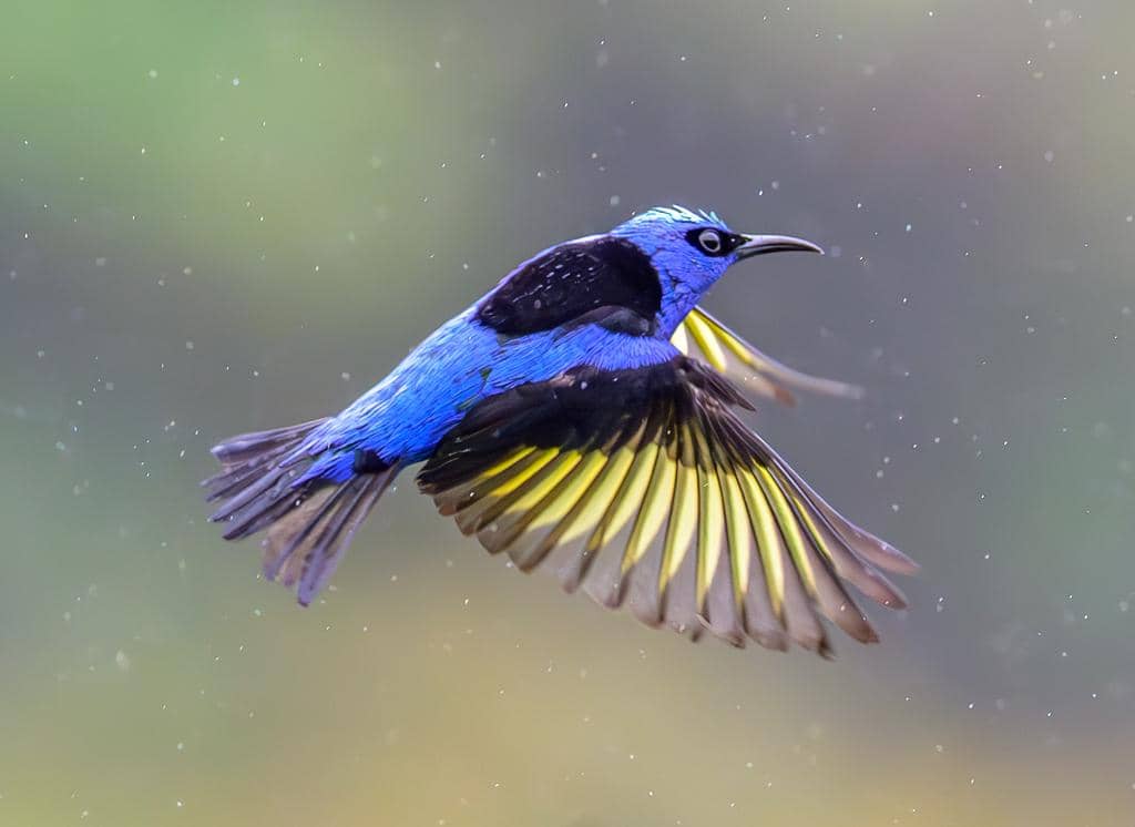 Burung Cyanerpes cyaneus