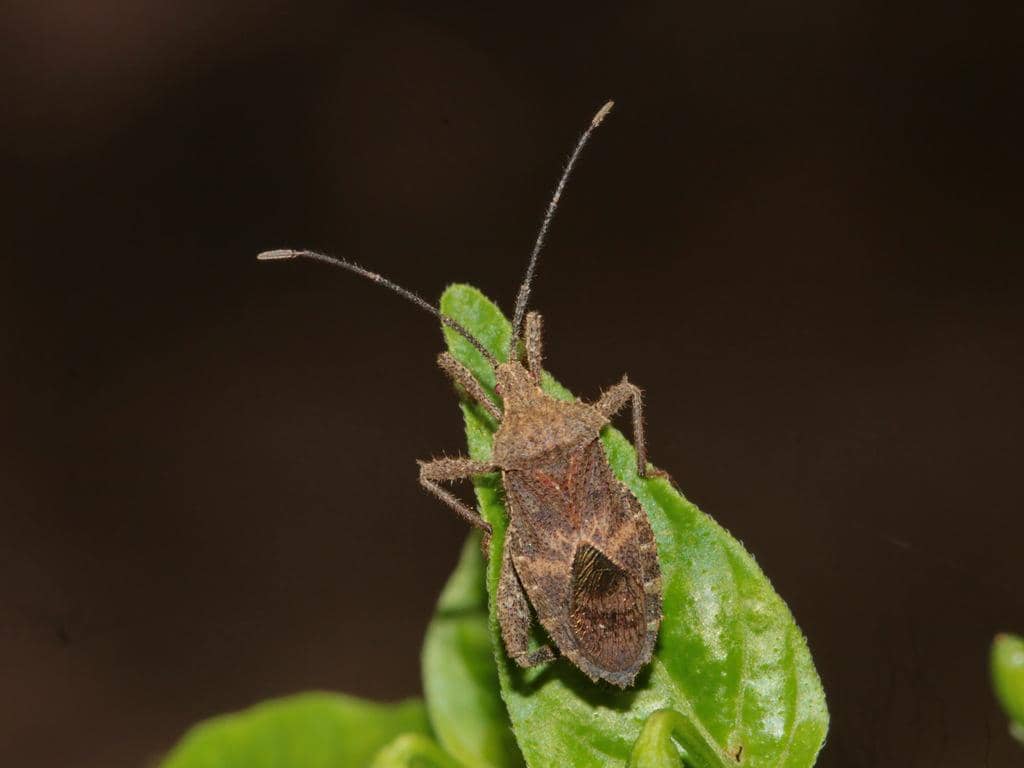 5 Fakta Acanthocoris scabrator, Serangga yang Mengisap Cairan Tanaman