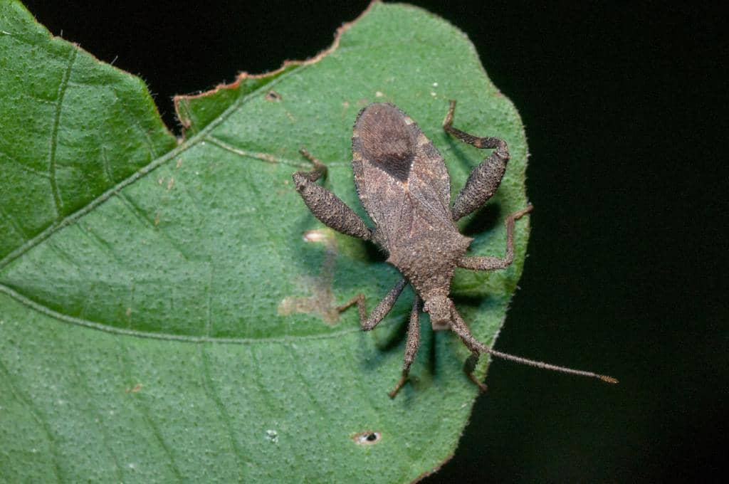 Serangga Acanthocoris scabrator