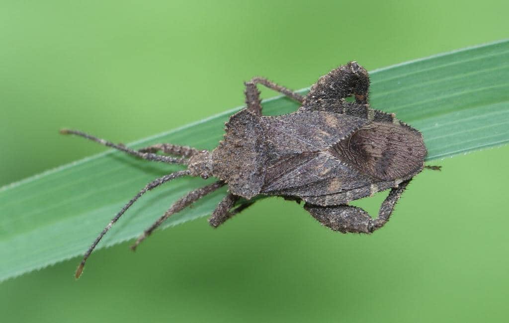 Serangga Acanthocoris scabrator