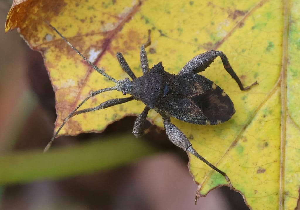 Serangga Acanthocoris scabrator