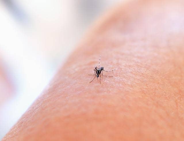 nyamuk aedes aegypti 