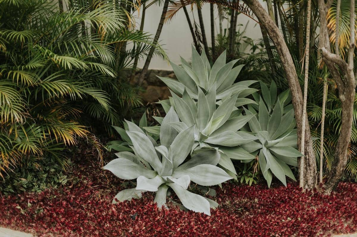 ilustrasi agave
