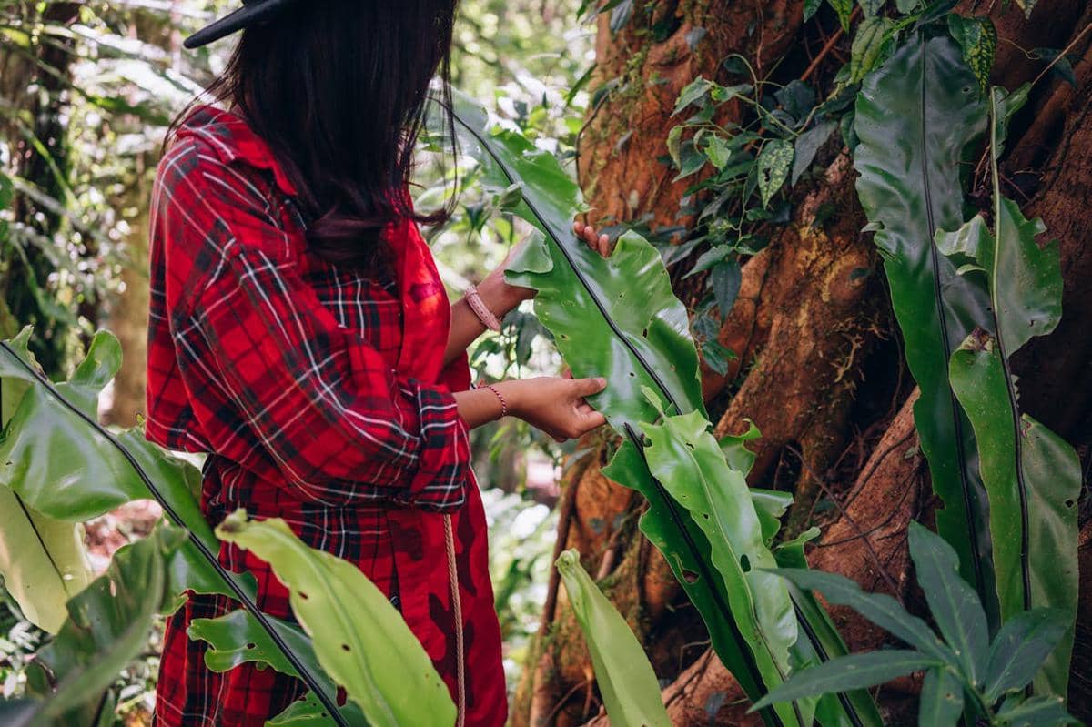 ilustrasi Foster Botanical Garden