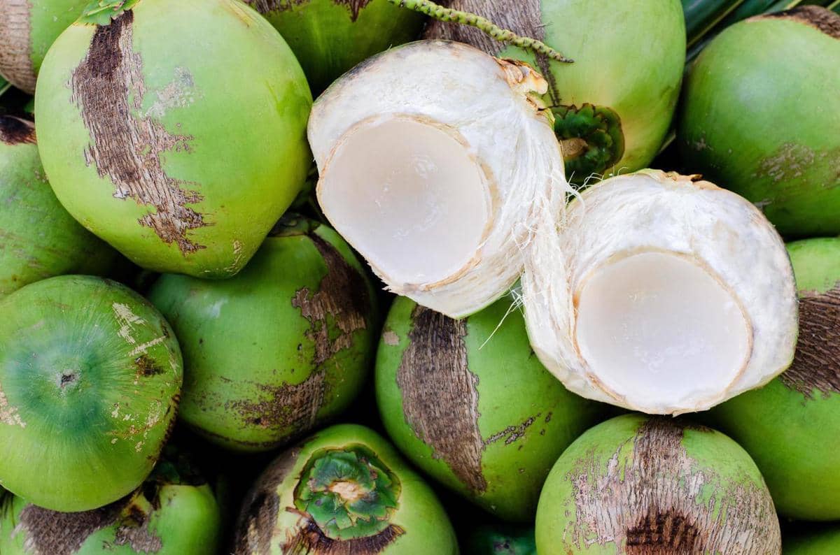 ilustrasi bahan kelapa muda pandan gula aren
